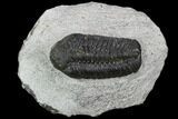 Bargain, Austerops Trilobite - Visible Eye Facets #120376-1